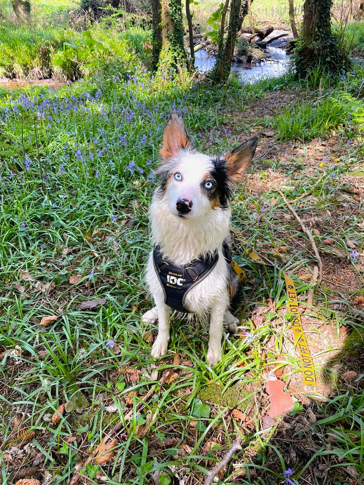 Solo Walk